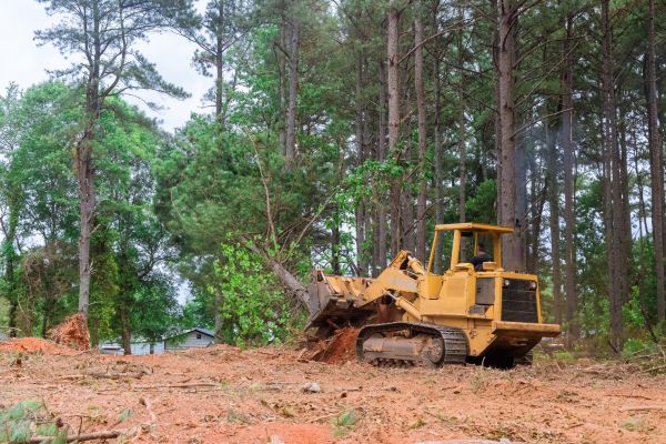 Trees Clearing in Pearland
