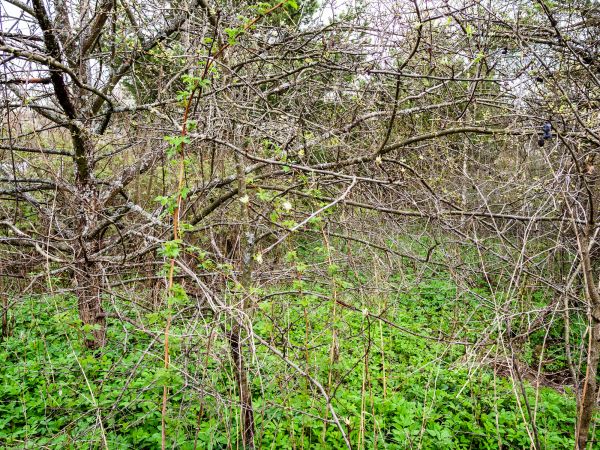 Underbrush Clearing in Pearland