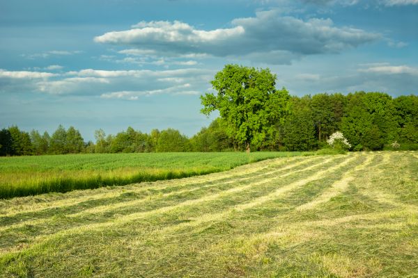 Vegetation Removal in Pearland