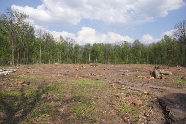 Cost of Pasture Clearing in Pearland