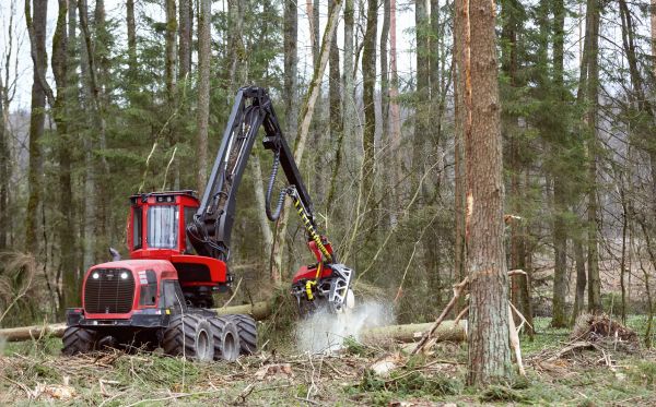 Cost of Forest Clearance Service in Pearland