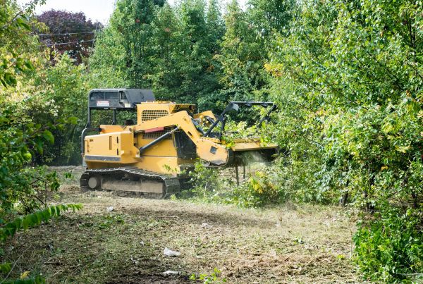 Cost of Pathway Clearing in Pearland
